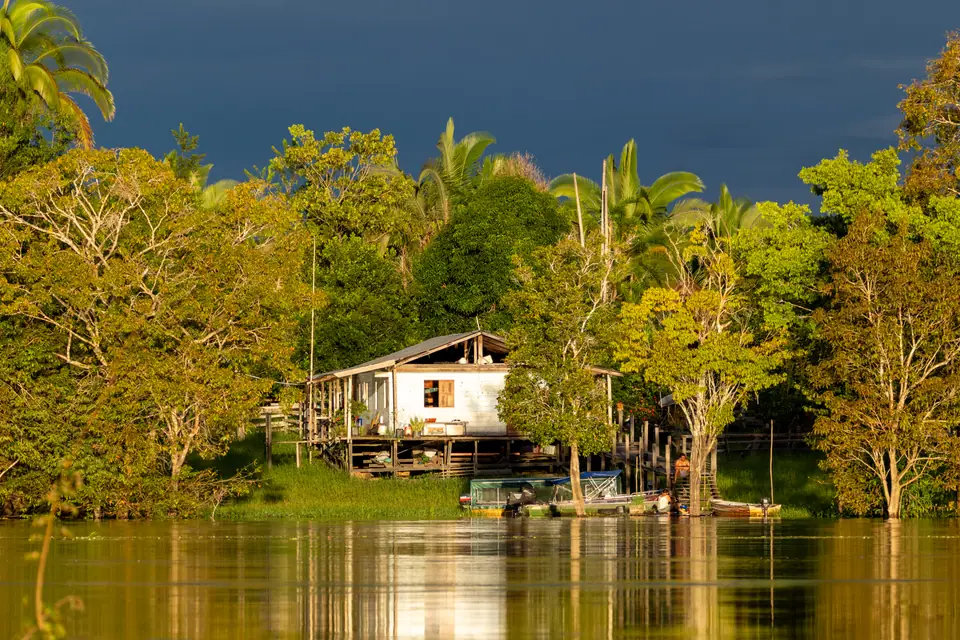 Dosel de la selva amazónica en Brasil