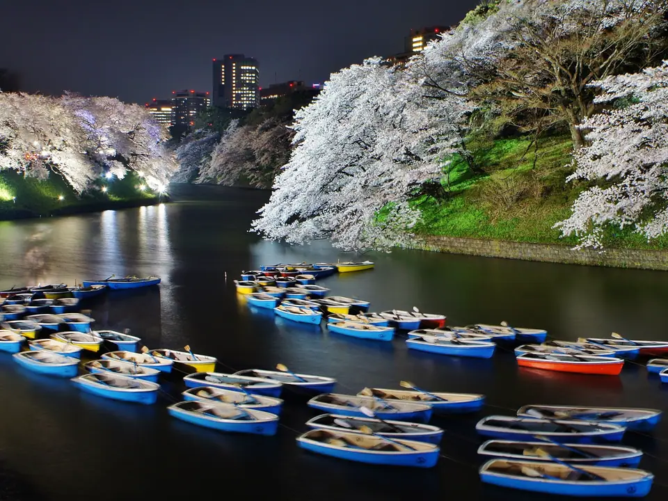 Cerezos en flor iluminados de noche junto al foso de Chidorigafuchi, en Tokio