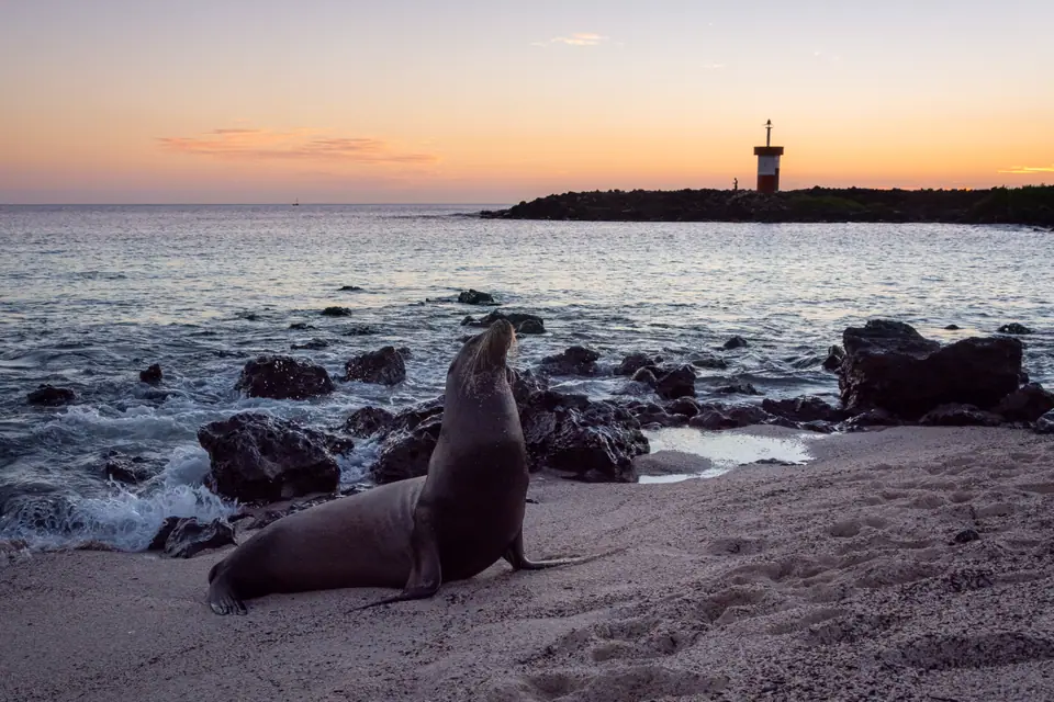 Lobo marino en una playa de las islas Galápagos al atardecer