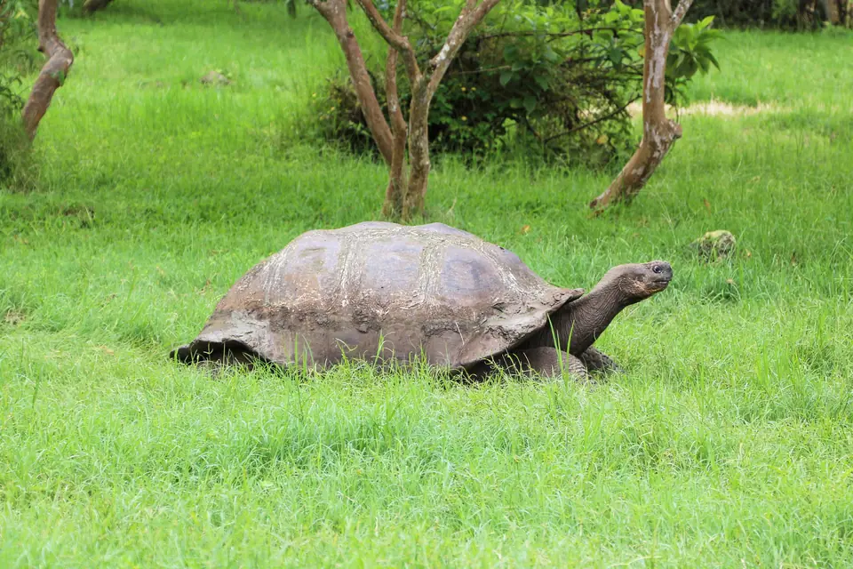 Tortuga gigante de Galápagos caminando entre pastizales en la isla Santa Cruz