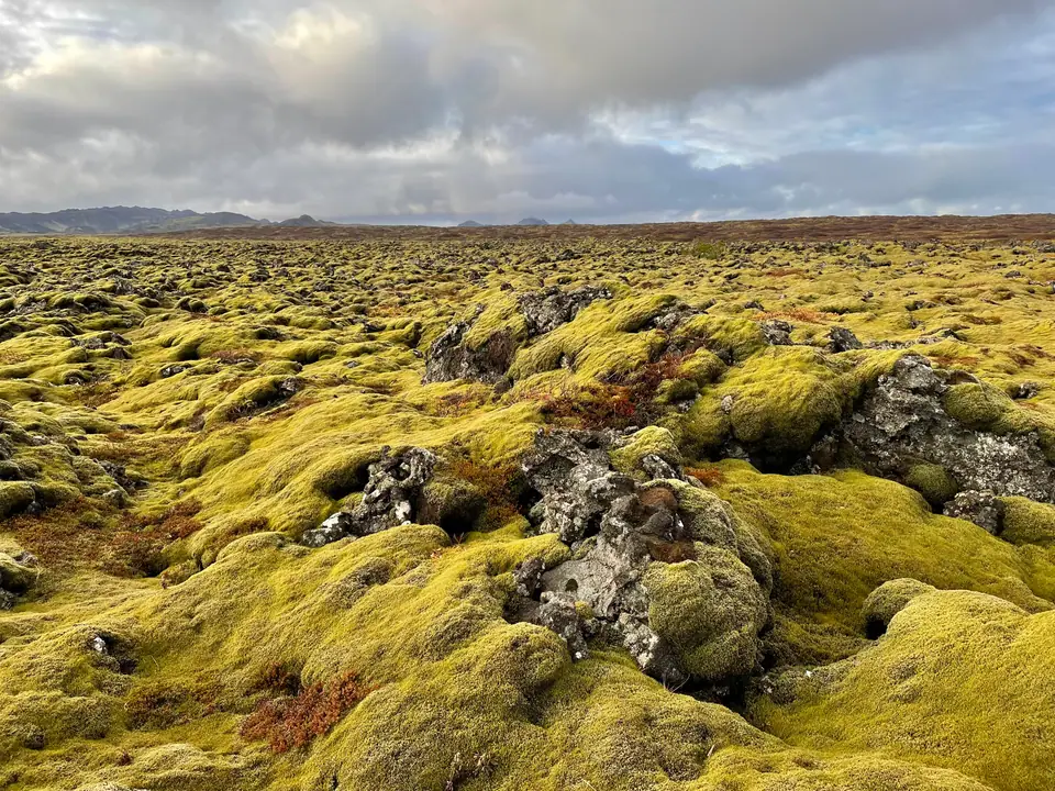 Campo de lava cubierto de musgo en Hafnarfjörður, Islandia
